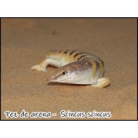 Pez de las arenas - Scincus scincus